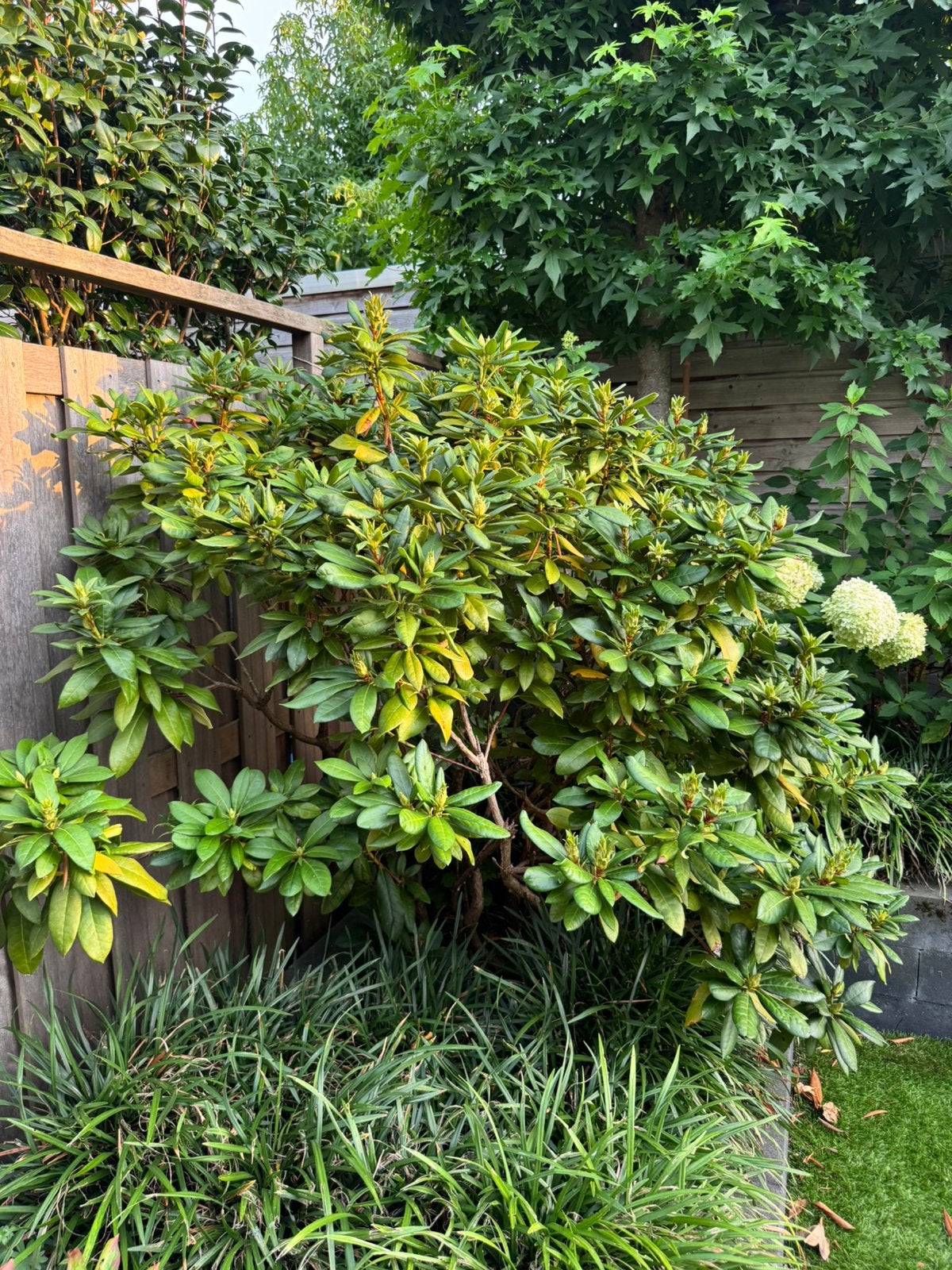 Grote rhododendron – zelf uitgraven, Vaste plant, Halfschaduw, Lente, Ophalen