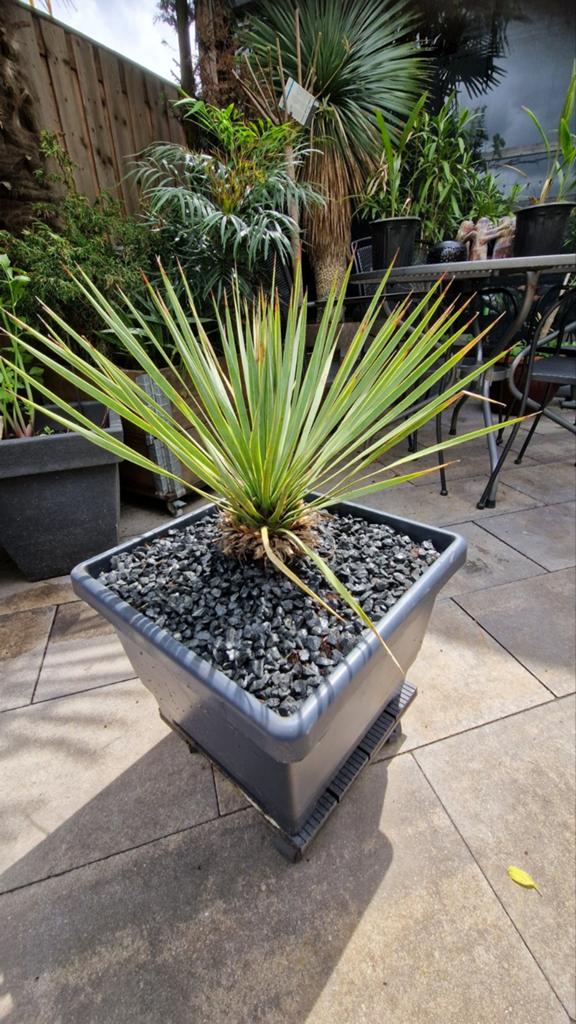 Yucca rostrata 2st.-18 incl. nieuwe pot Zevenaar, Volle zon, Vaste plant, Bloeit niet, Ophalen
