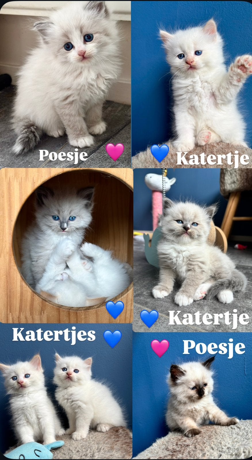 siberische neva masquerade kittens met stamboom en getest, Dieren en Toebehoren, Katten en Kittens | Raskatten | Langhaar, Meerdere dieren