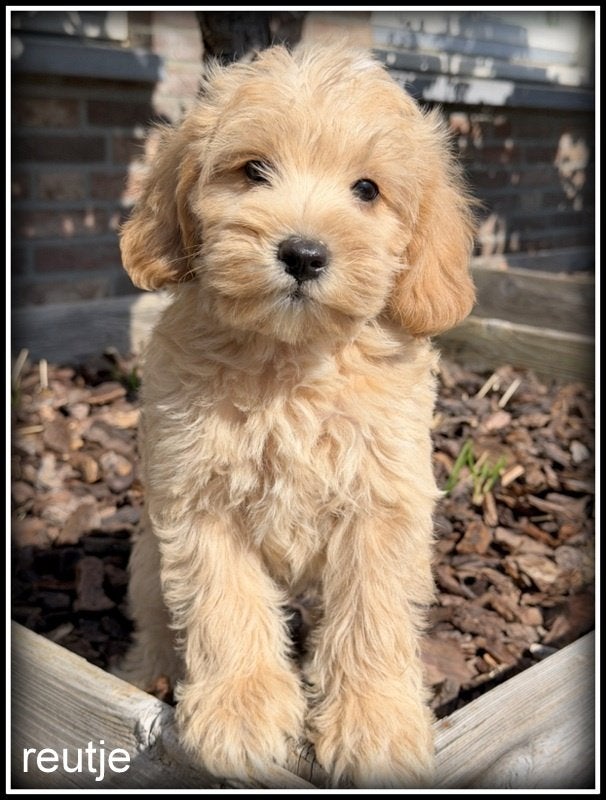 Boompoo middelslag. Boomer x Poedel, Nederland, Parvo, Overige rassen, 8 tot 15 weken