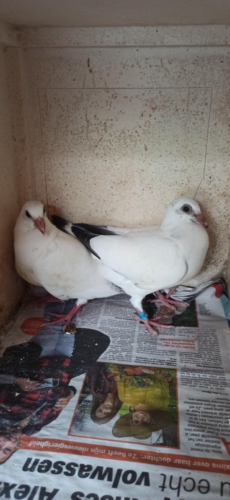 Postduiven jongeduiven, Dieren en Toebehoren, Vogels | Duiven
