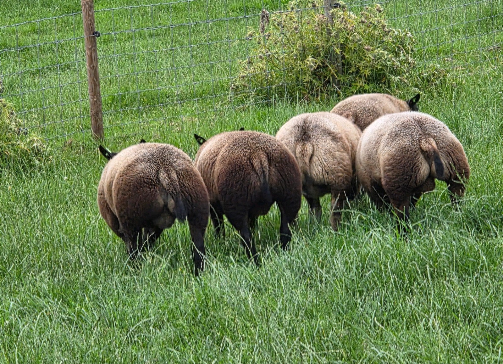 Blauwe Texelaar dekrammen, Mannelijk, Schaap