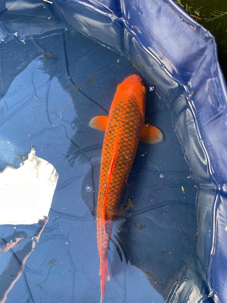 hi asagi Japanse koi, Dieren en Toebehoren, Vissen | Vijvervissen, Karper of Koi