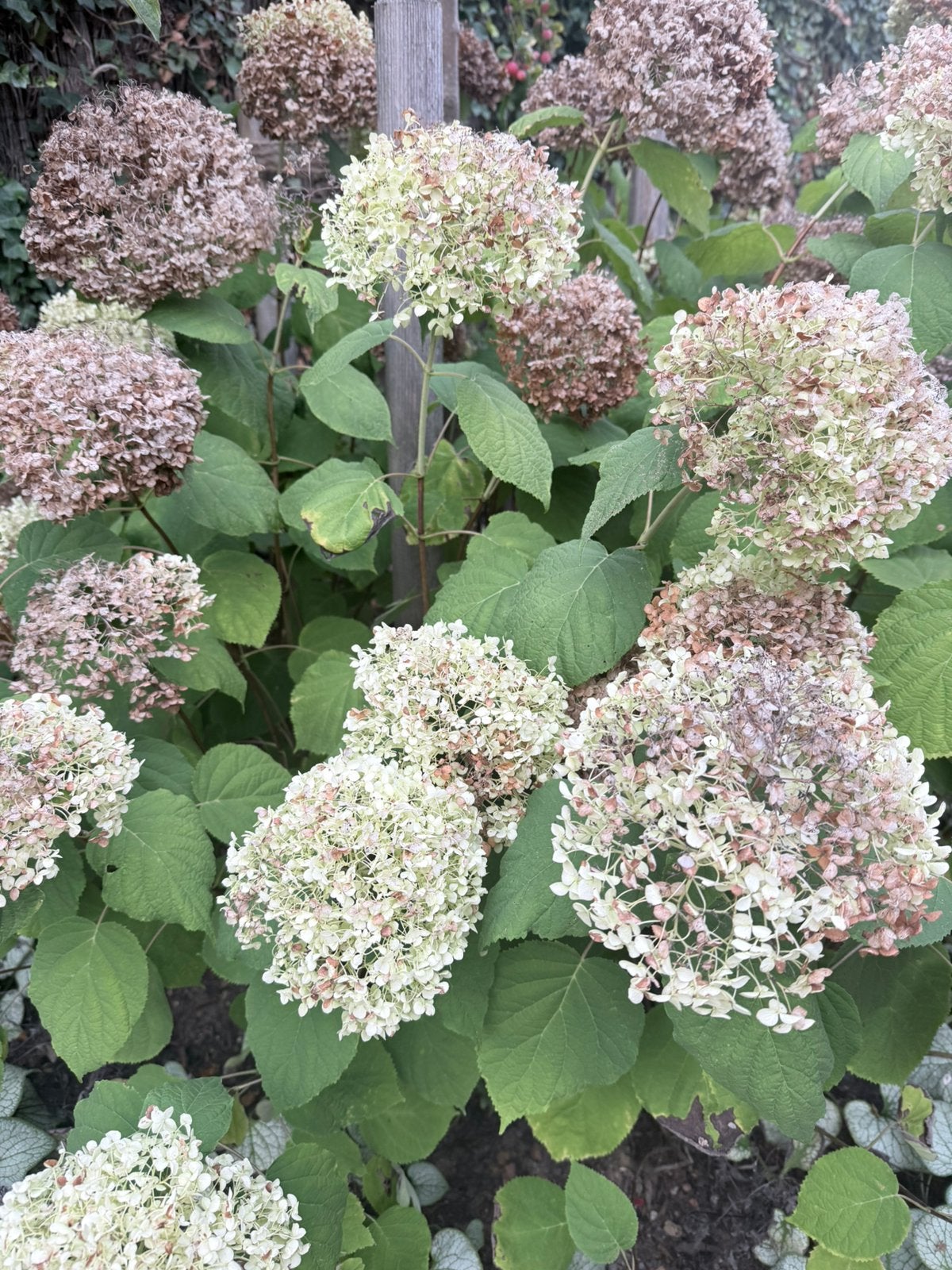 Hydrangea arborescens Annabelle hortensiastruiken, Ophalen, Overige soorten, Halfschaduw