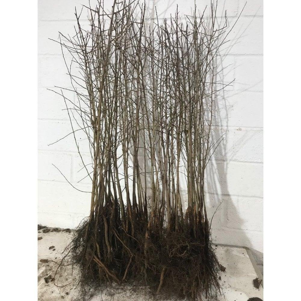 Sleedoorn - Prunus spinosa wortelgoed 40/60cm en 80/100cm, Ophalen, Overige soorten, Struik, 100 tot 250 cm