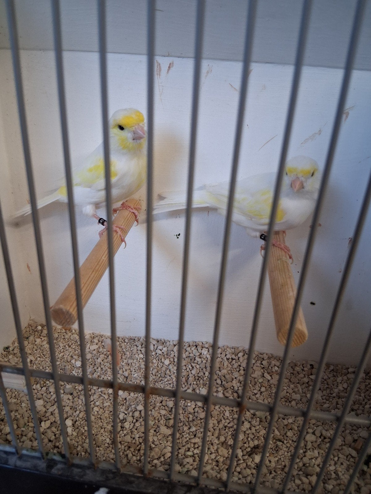 mooi koppel geel mozaiek kanaries, Dieren en Toebehoren, Vogels | Kanaries, Meerdere dieren, Kleurkanarie