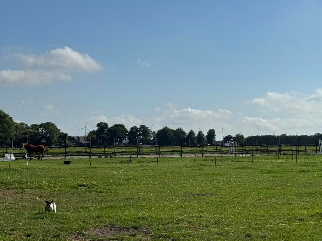 Pensionstalling, Dieren en Toebehoren, Weidegang