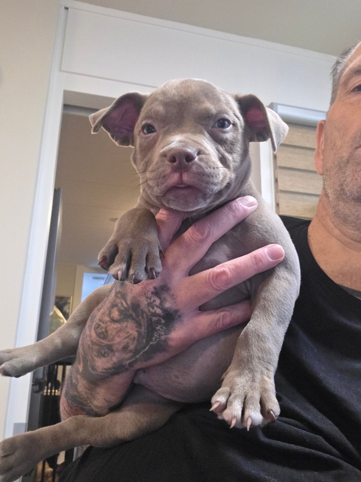 American pocket bully van Gr Ch Big Bounty 9 weken mogen mee, Dieren en Toebehoren, Overige rassen, 8 tot 15 weken, Meerdere, Meerdere dieren