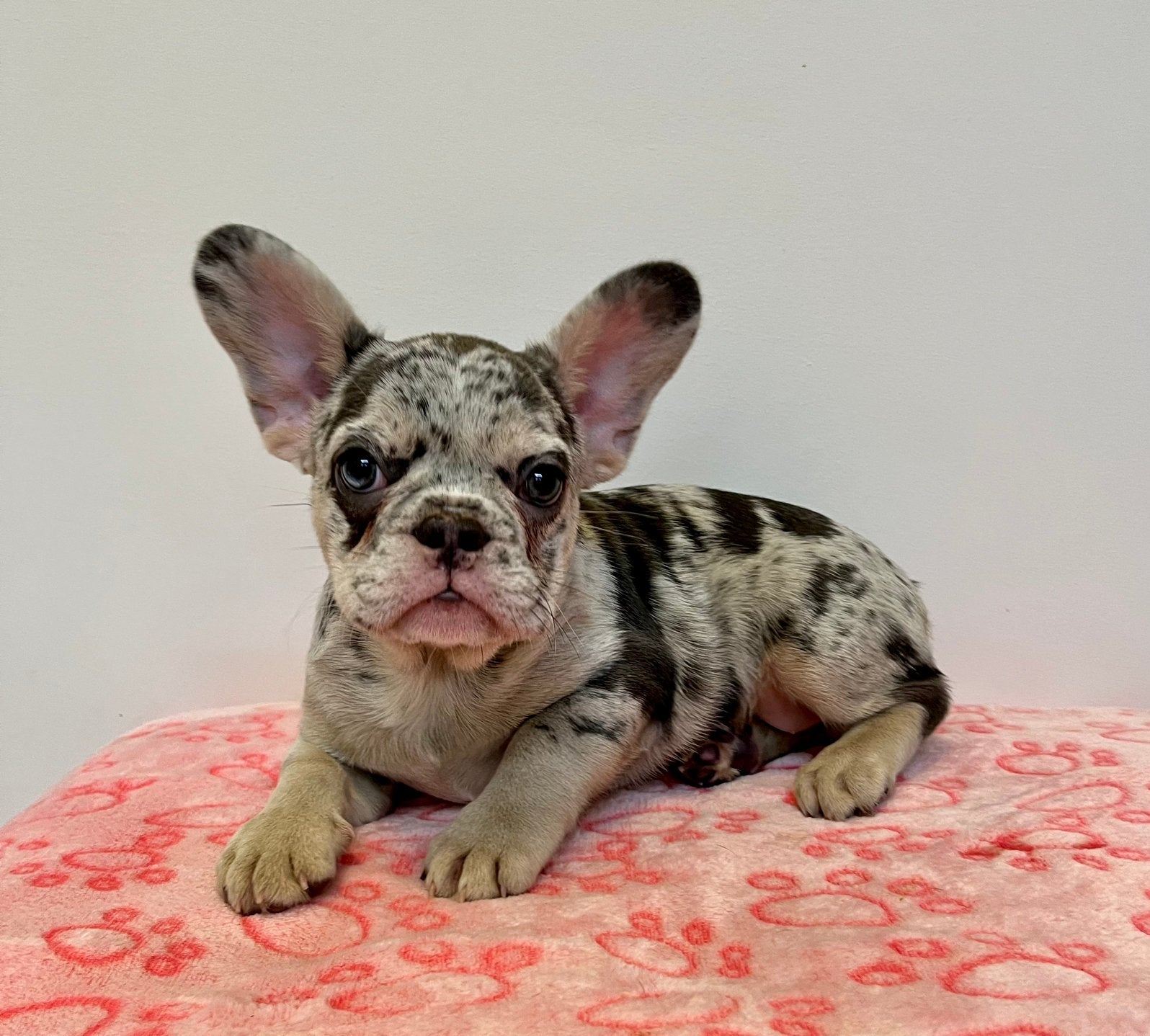 Tricolor Merle en Platinum Franse Bulldog pups, 15 weken tot 1 jaar, Buitenland, Parvo, Bulldog
