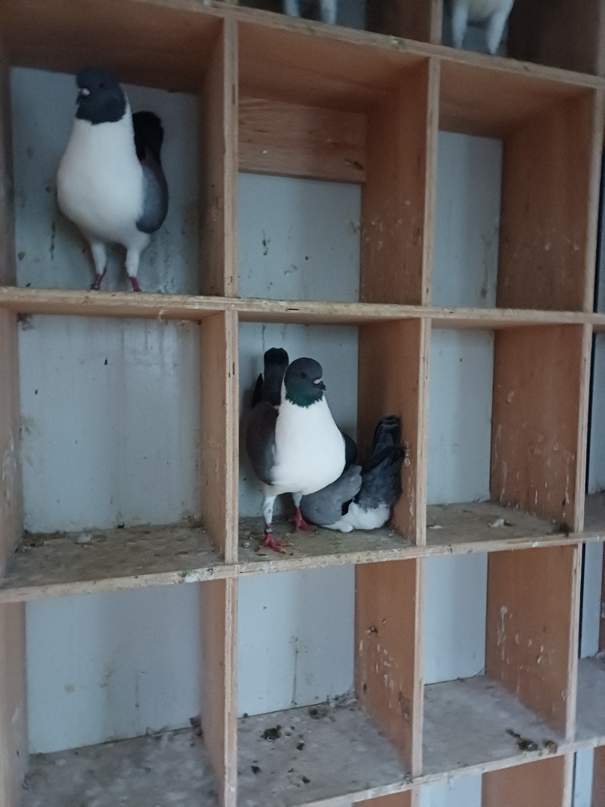 duitse modenas gazzi en schietti, Meerdere dieren, Overige soorten