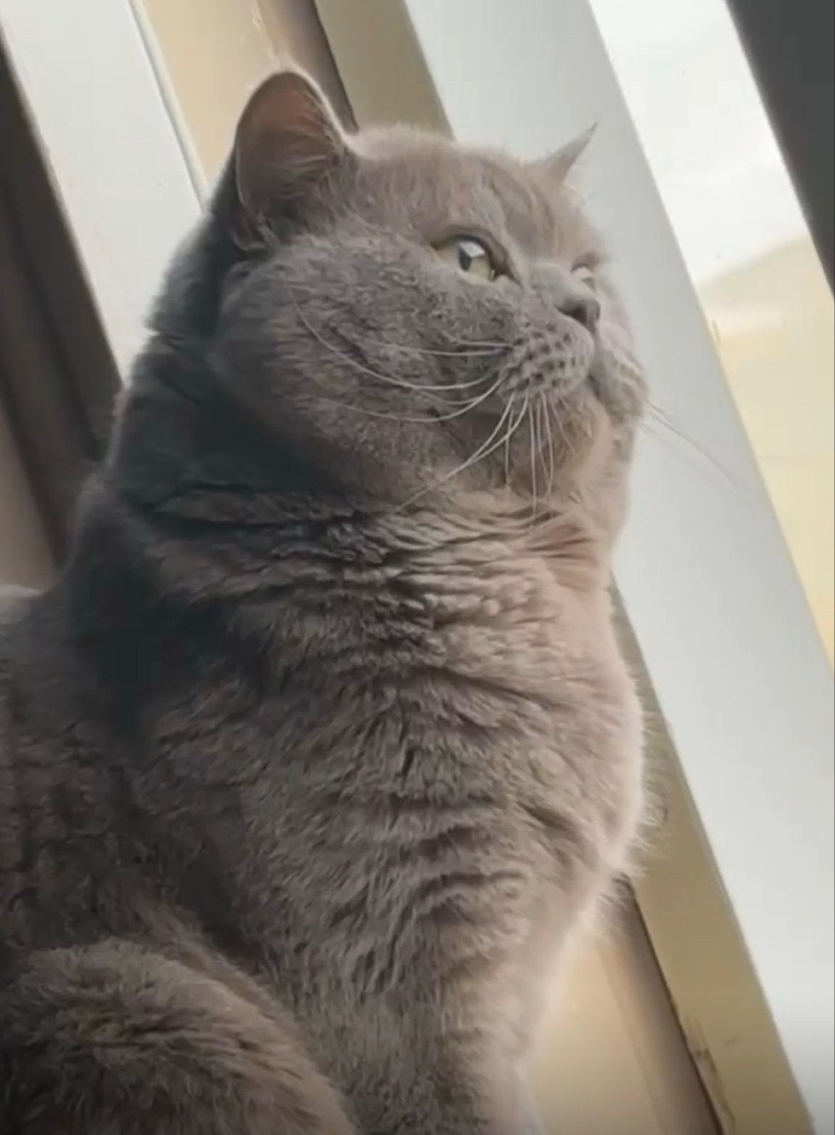 British korthaar 2,5 jaar oud, Dieren en Toebehoren, Poes, Kortharig, 0 tot 2 jaar