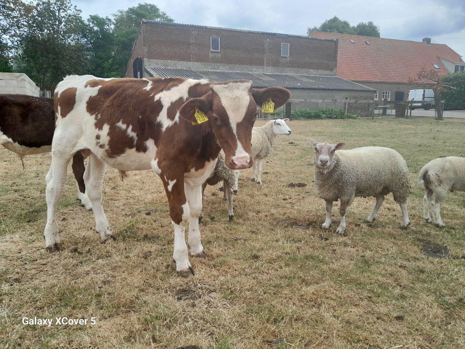 kalf roodbond, Dieren en Toebehoren, Runderen, Mannelijk, 0 tot 2 jaar