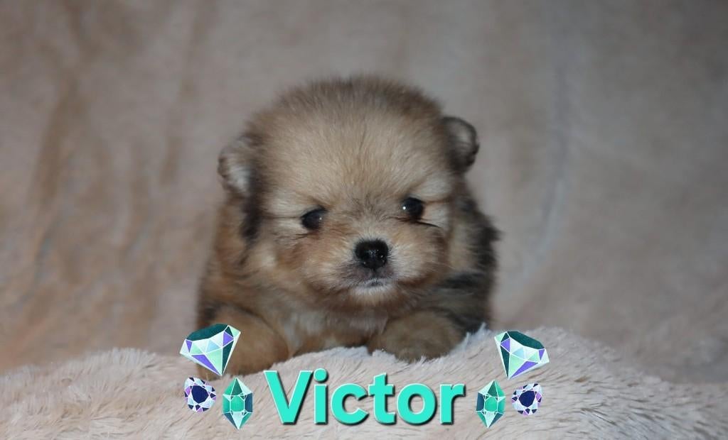 Merle reutje en teefje Pomeriaan/Pomeranian Geboren in NL, Nederland, Keeshond, 15 weken tot 1 jaar, Parvo