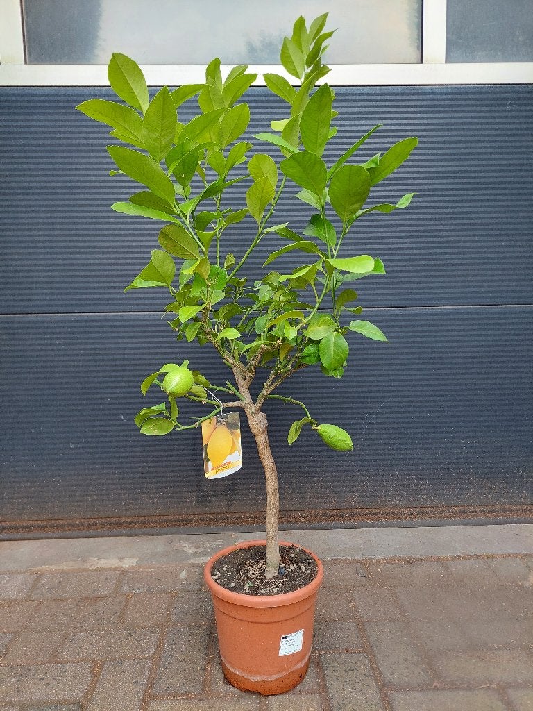 Citrus Lemon / Citrus Limon - Citroenboom H: 120 cm., Ophalen, Volle zon, Citroenboom, 100 tot 250 cm