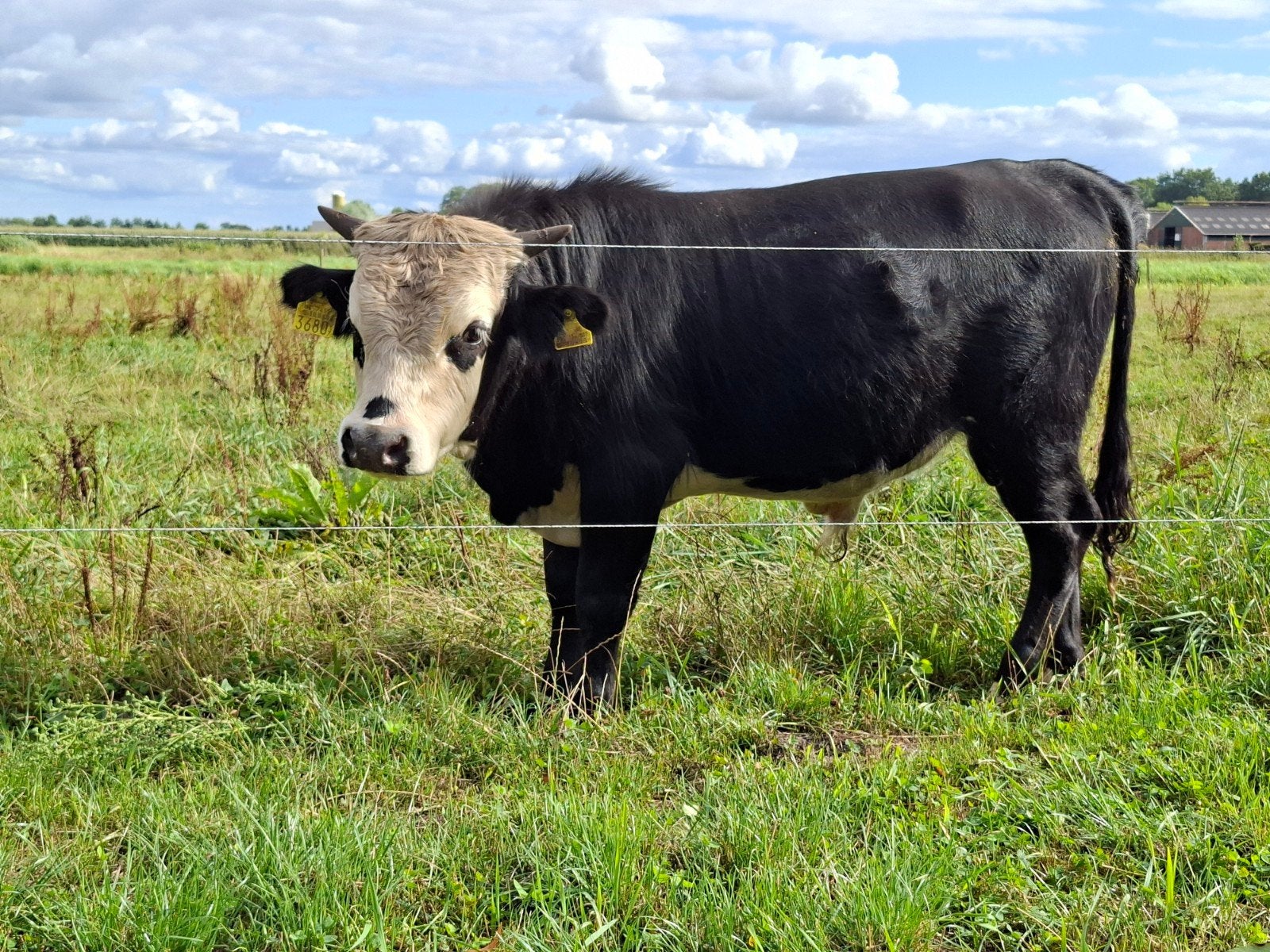 Mini runderen. Dekstier en zoogstel DAHOMEY x Mini HEREFORD., Dieren en Toebehoren, Meerdere dieren