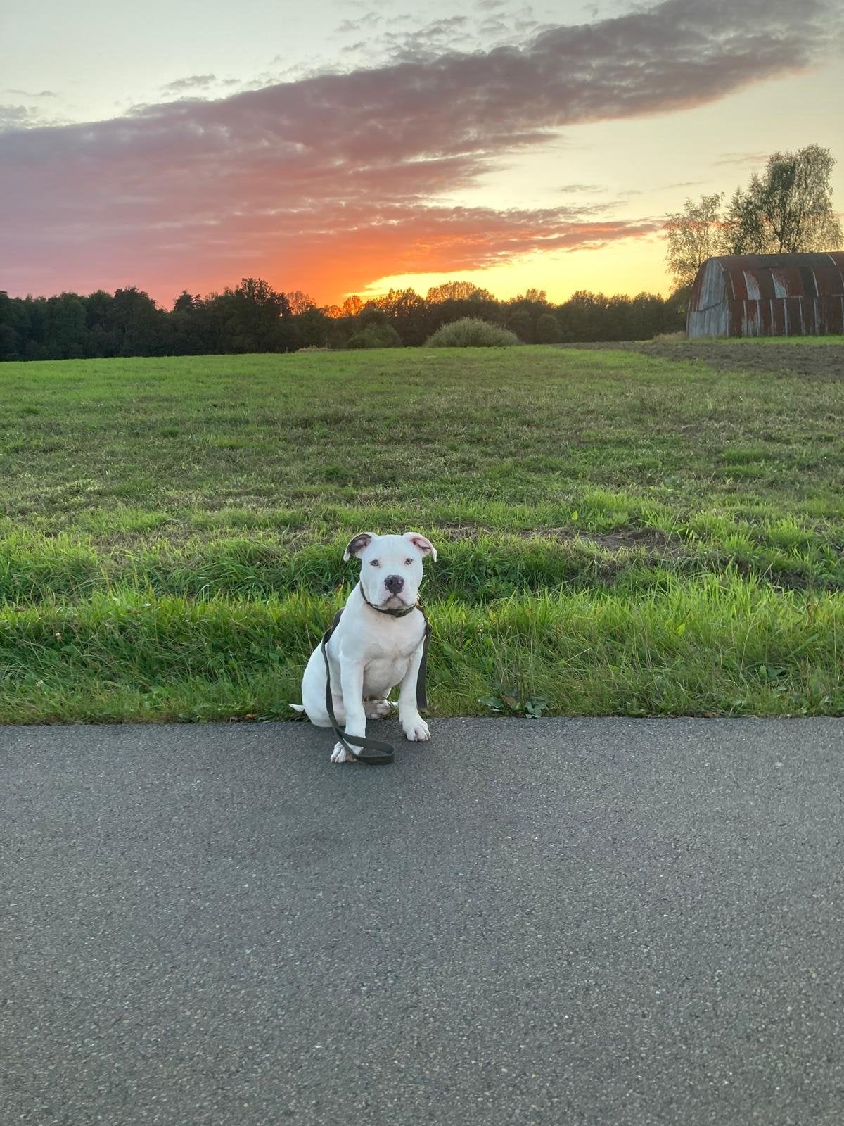 Dekreu Amerikaanse Bully, Reu, 1 tot 2 jaar, Parvo, Bulldog
