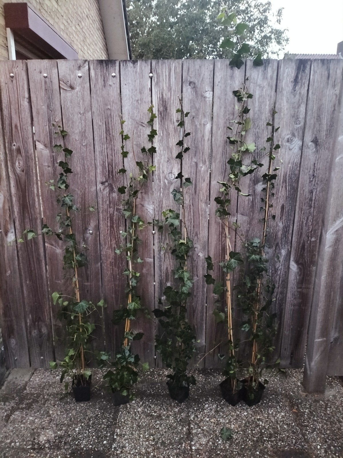 Hedera hibernica klimop 125-150 cm, Ophalen, Overige soorten, Haag, 100 tot 250 cm