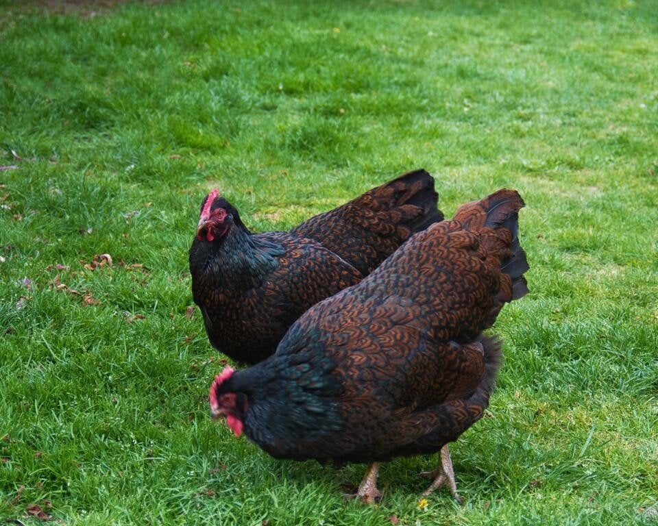 gezocht barnevelder broedeieren (groot), Dieren en Toebehoren, Ophalen, Nieuw, Overige typen