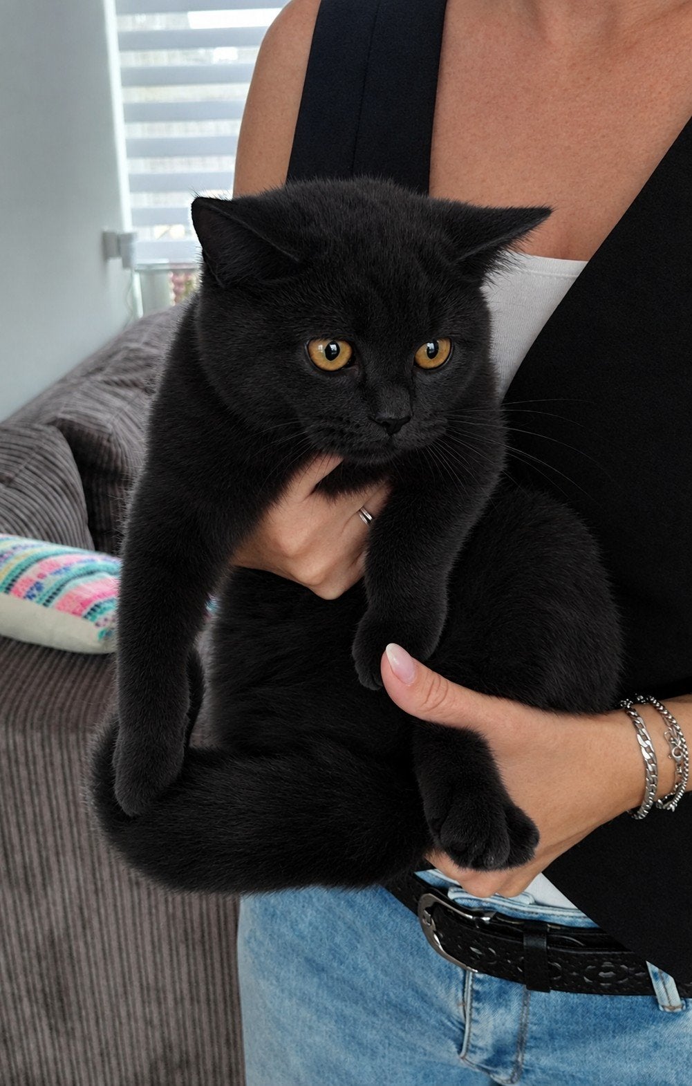 laatste kitten Britse korthaar/ Noorse Boskat ingeënt en gec, Dieren en Toebehoren, Meerdere dieren, Kortharig, 0 tot 2 jaar