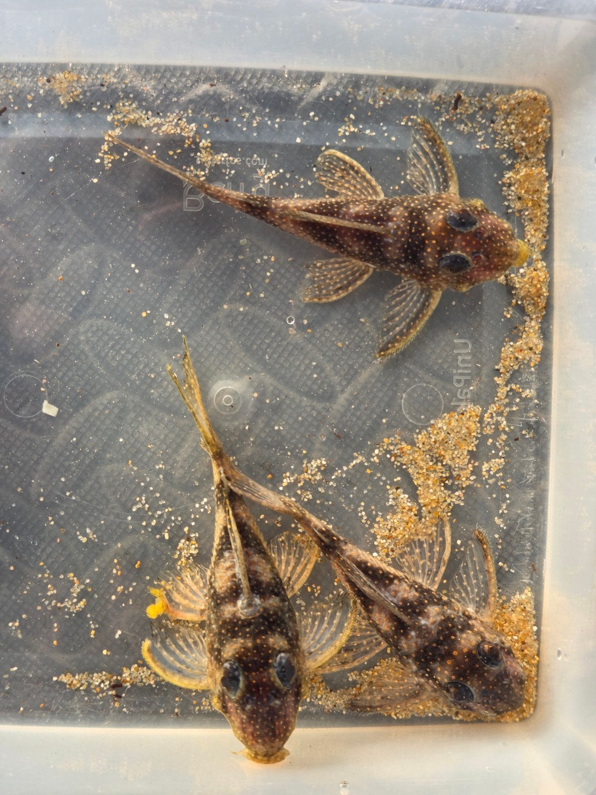 Trio L136, Zoetwatervis