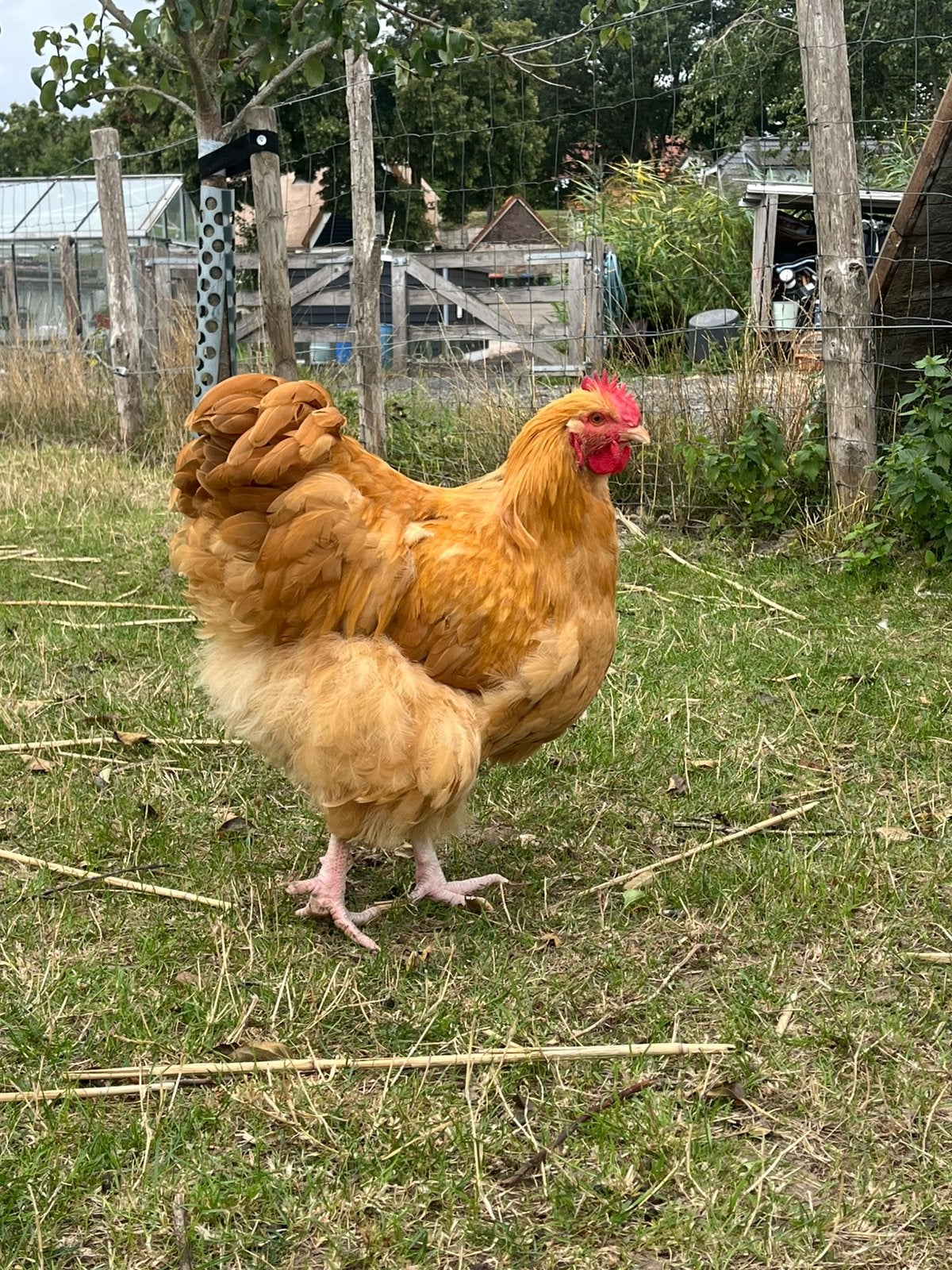 Jonge orpington groot haan buff, Dieren en Toebehoren, Pluimvee, Mannelijk, Kip