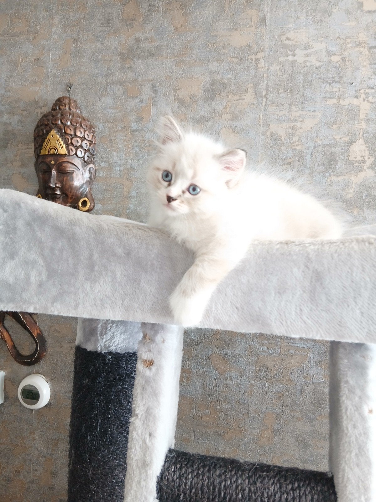 Raskatten langharige ragdoll kittens kunnen per direkt weg, Meerdere dieren