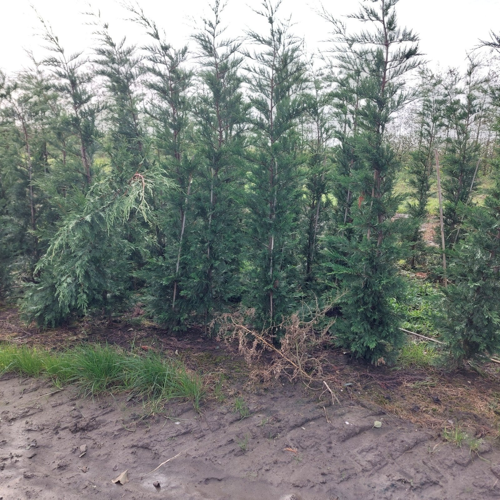 haagconiferen coniferen leylandii, Bloeit niet, Halfschaduw, 100 tot 250 cm, Overige soorten
