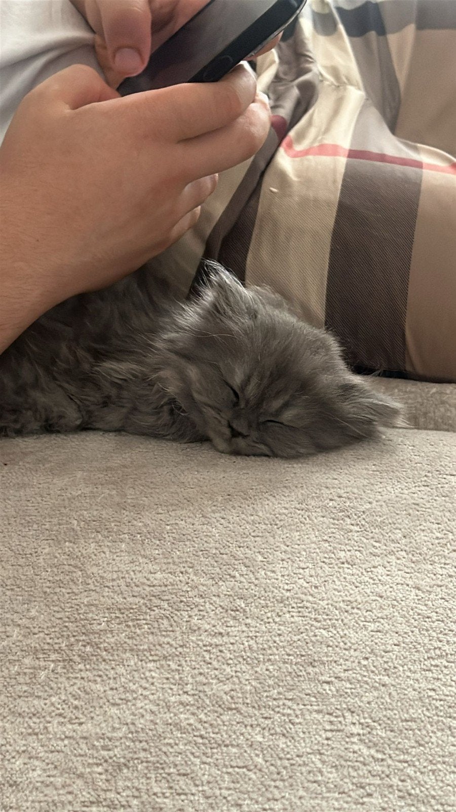 British Longhair Silver Shaded & Golden, Dieren en Toebehoren, Kater, Ontwormd