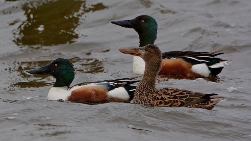 Koppel Europese slobeenden teelbaar, Dieren en Toebehoren, Pluimvee, Meerdere dieren, Eend