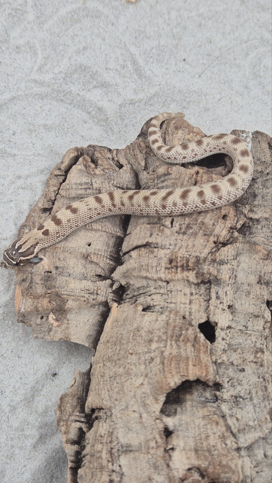 Haakneusslang het snow Hognose Snake photo 5