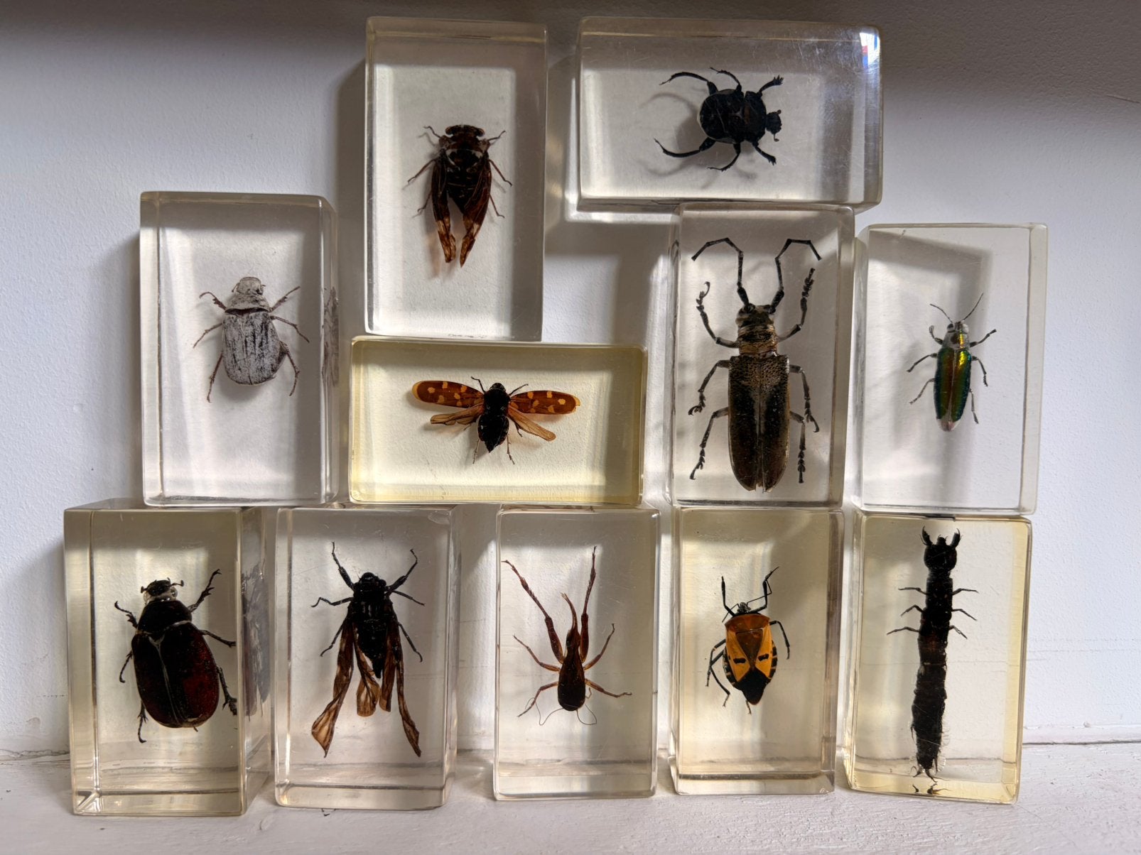 Verzameling van 10 insecten en in harsblokken, Ophalen of Verzenden, Gebruikt, Insect, Opgezet dier