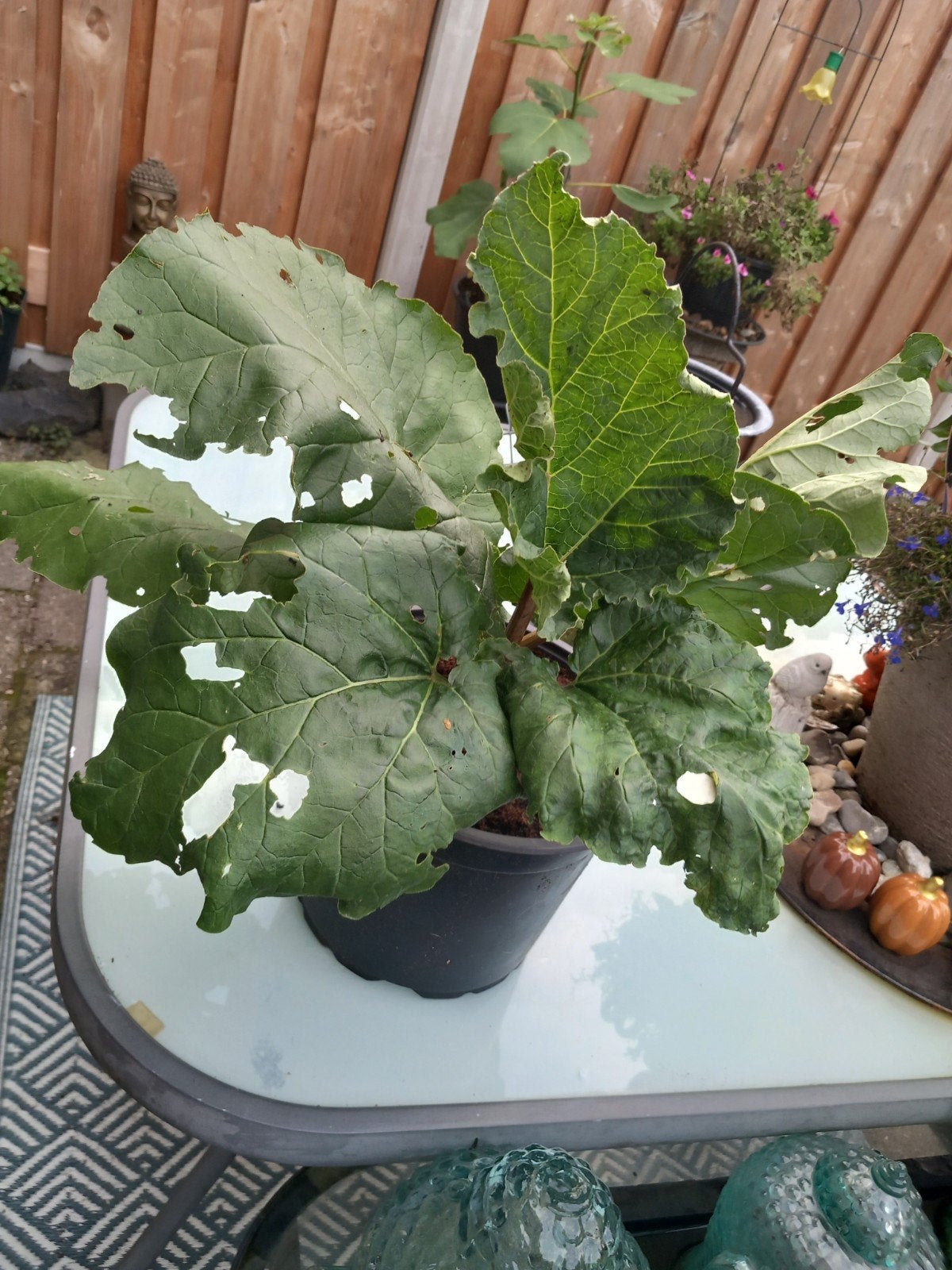 Rabarber.......Ophalen aub, Tuin en Terras, Ophalen, Groenteplanten