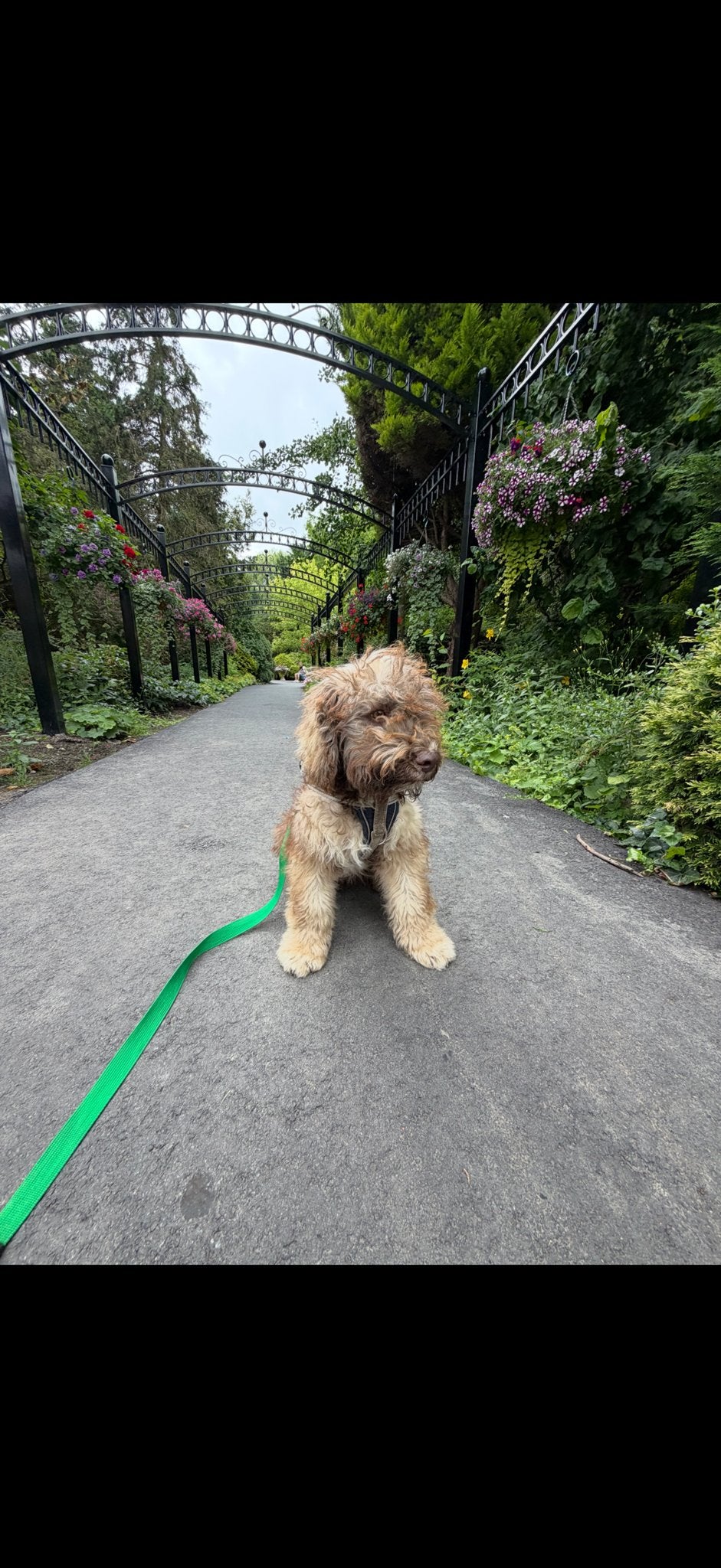 Lagotto Romagnolo, Dieren en Toebehoren, Honden | Retrievers, Spaniëls en Waterhonden, 8 tot 15 weken, Parvo, Eén hond, Nederland