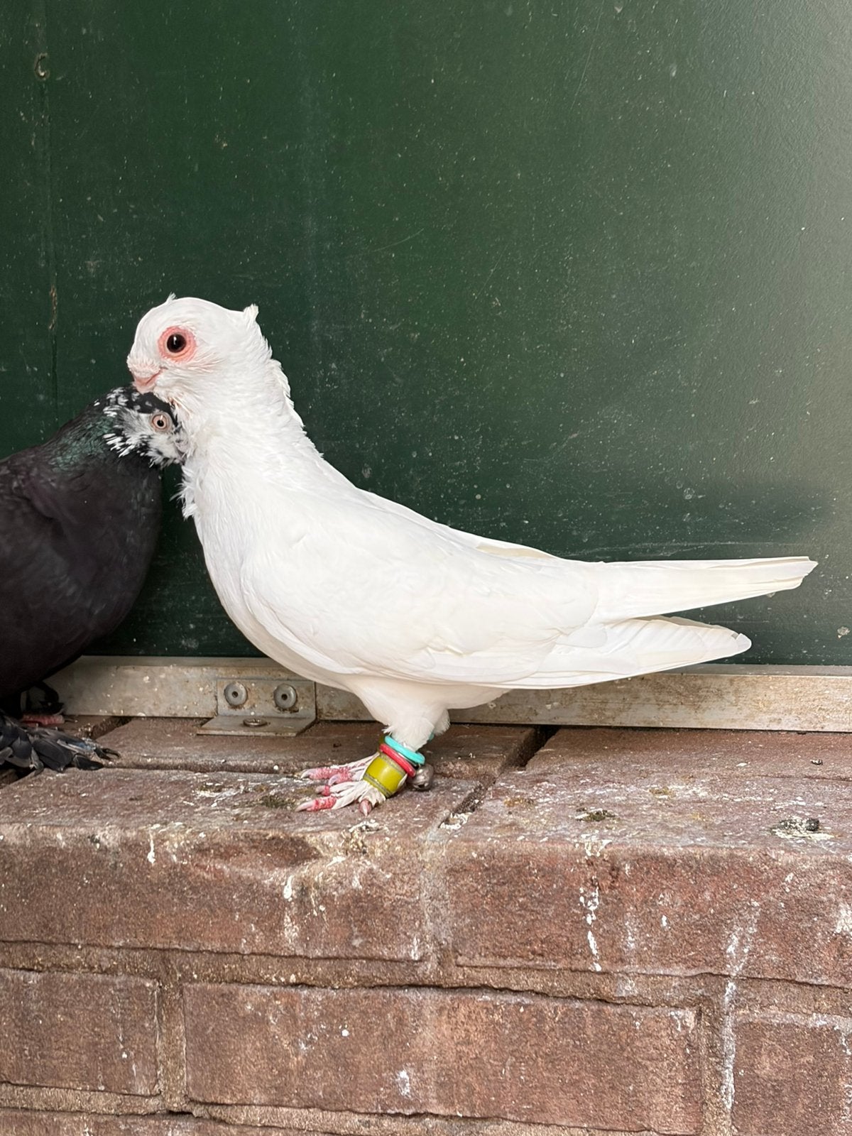 Syrische meeuw, Dieren en Toebehoren, Vogels | Duiven, Geslacht onbekend, Overige soorten