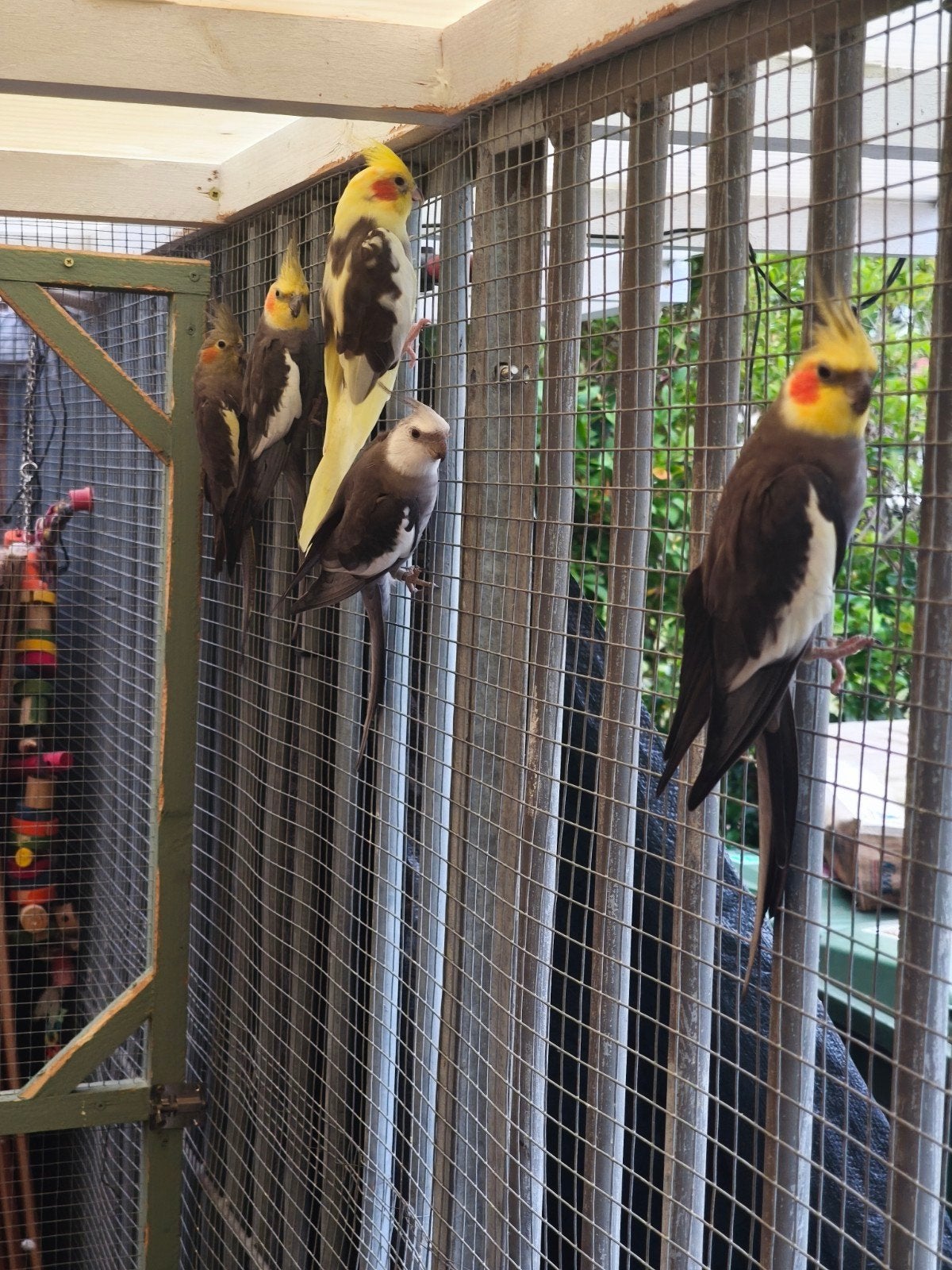 8 valkparkieten, Meerdere dieren, Parkiet