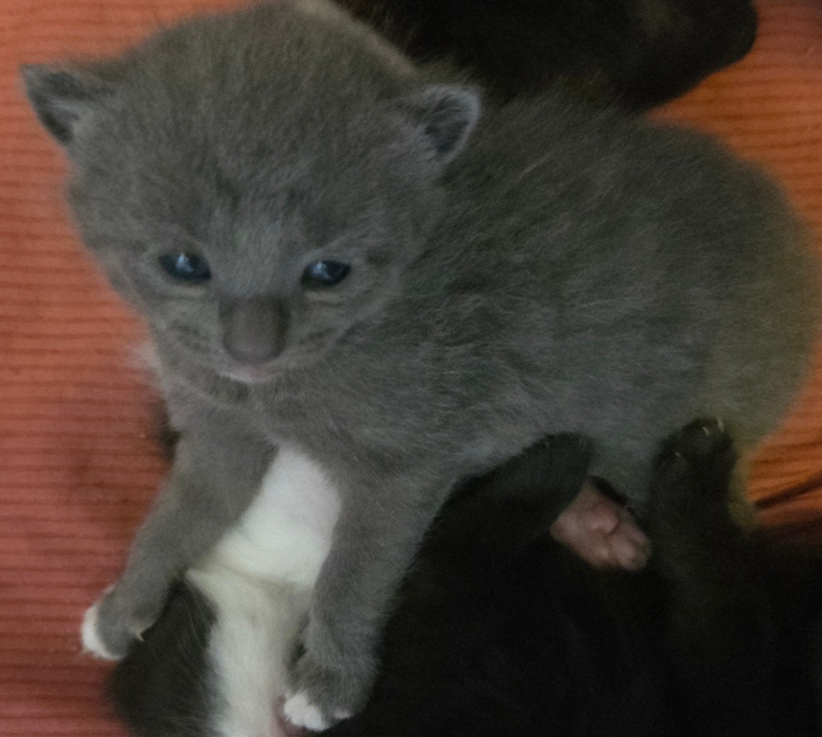 lieve kittens zoeken gouden mand, Dieren en Toebehoren, Meerdere dieren