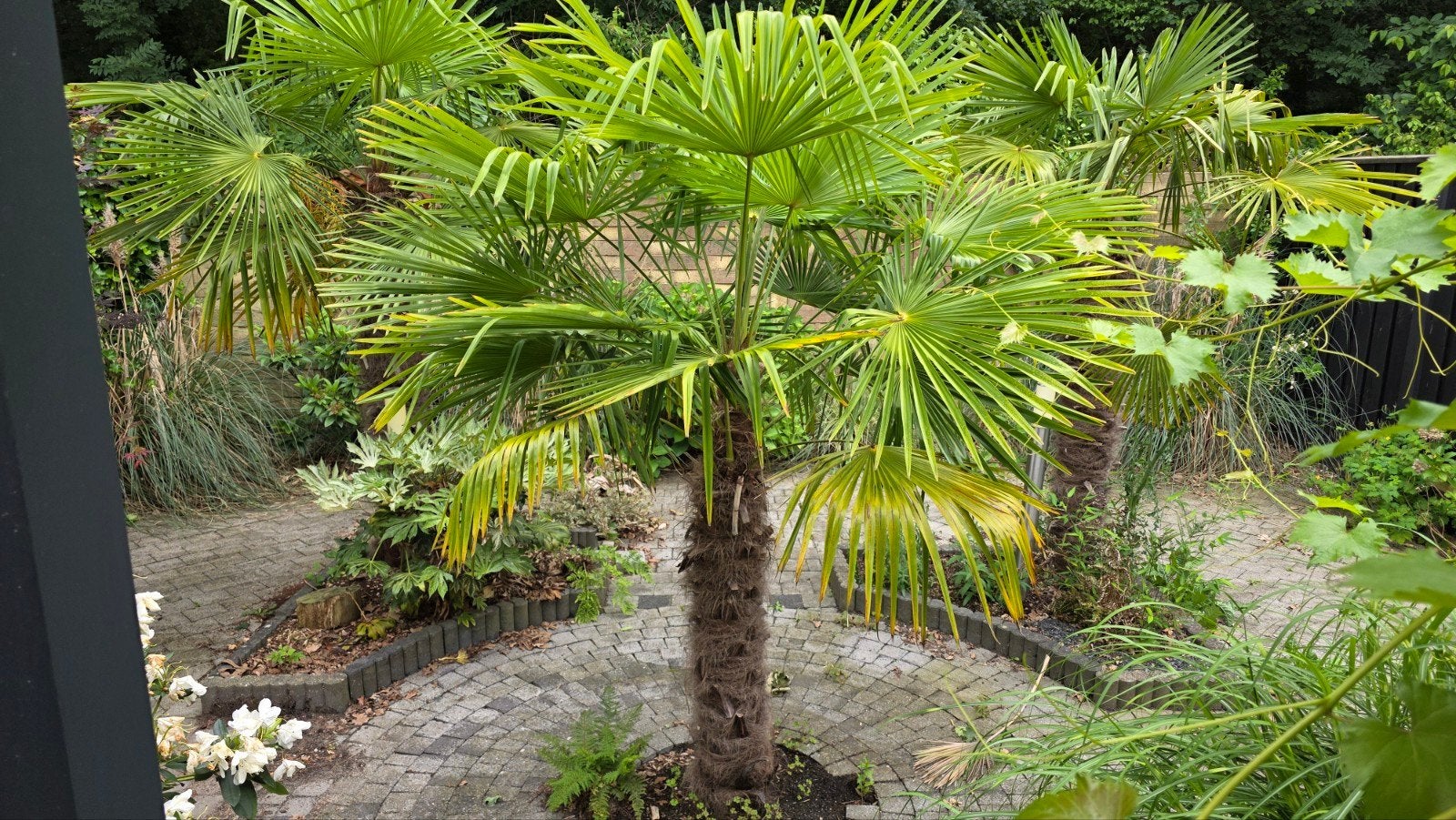 3x Grote Palmboom, Tuin en Terras, Planten | Bomen, Bloeit niet, 250 tot 400 cm, Palmboom, Ophalen