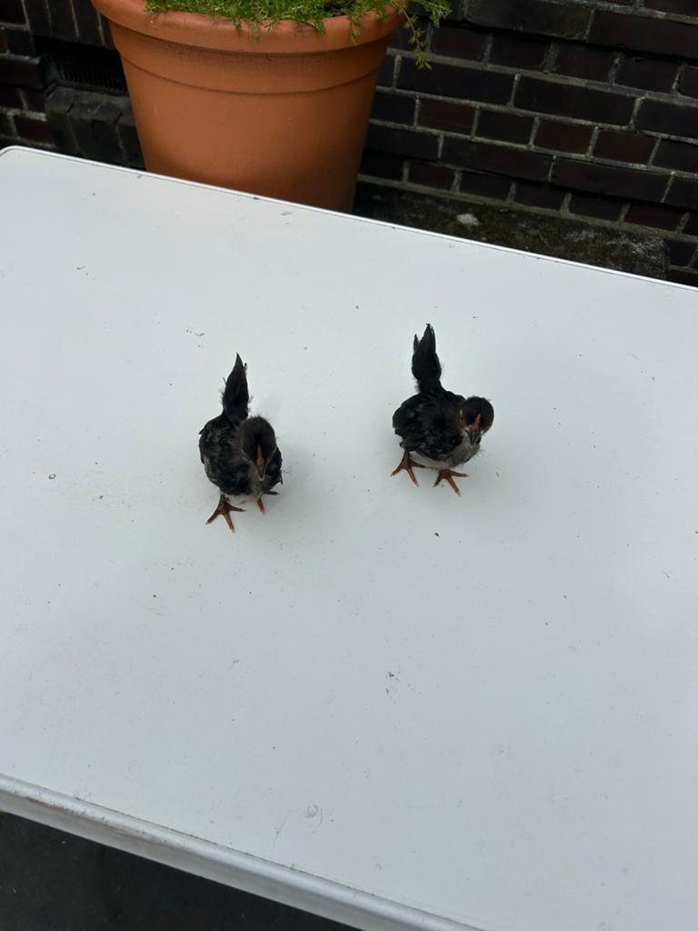 Kuikens haantjes, Dieren en Toebehoren, Mannelijk, Kip