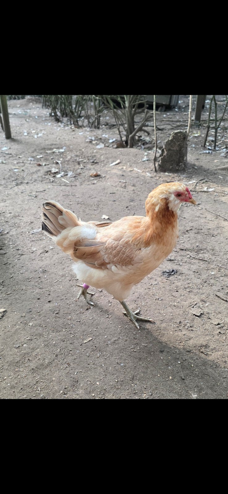 araucana, Dieren en Toebehoren, Meerdere dieren, Kip