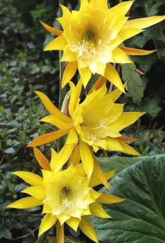 cactus - Epiphyllum Humdinger, Ophalen of Verzenden, Cactus, Volle zon, Minder dan 100 cm