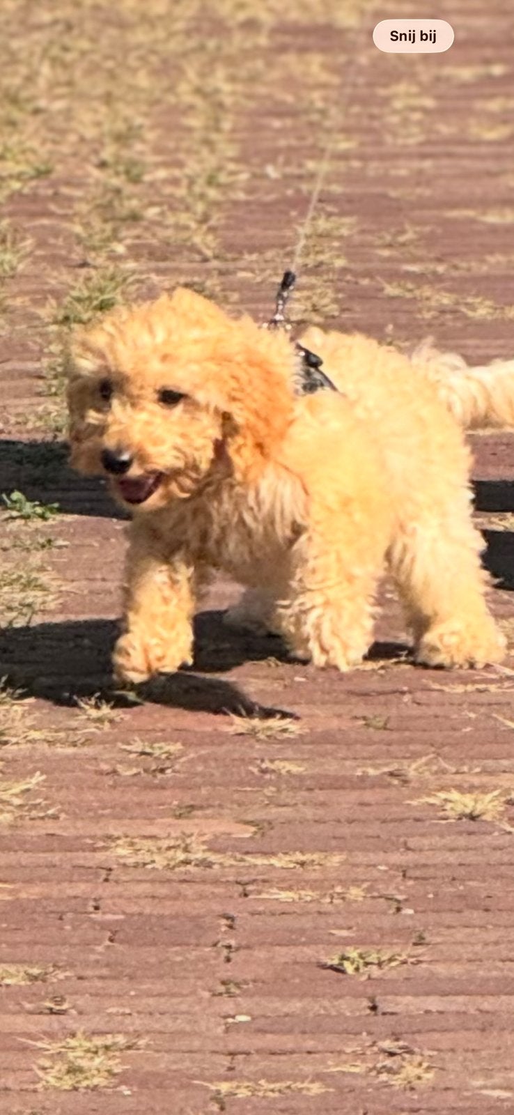 Maltipoo, Parvo, 1 tot 2 jaar, Eén hond, Nederland