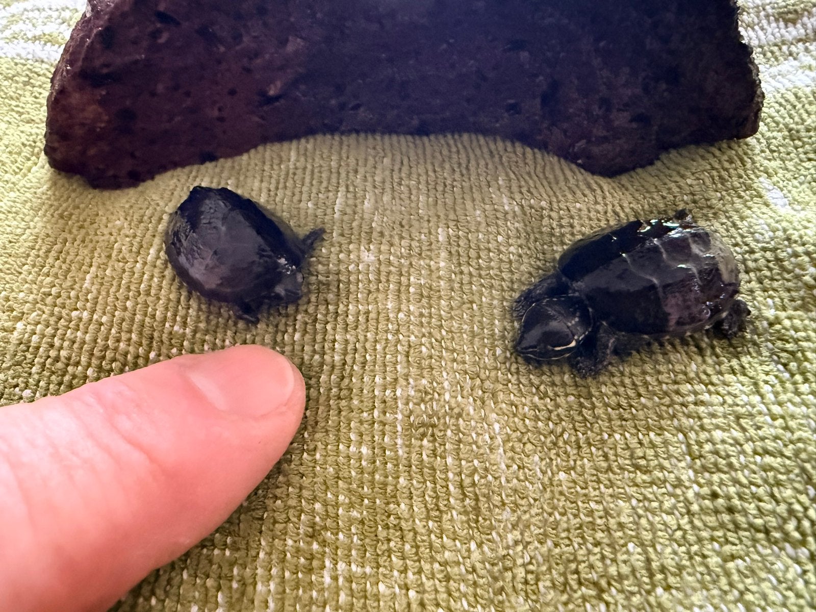 Baby muskusschildpadjes. Turtle photo 4