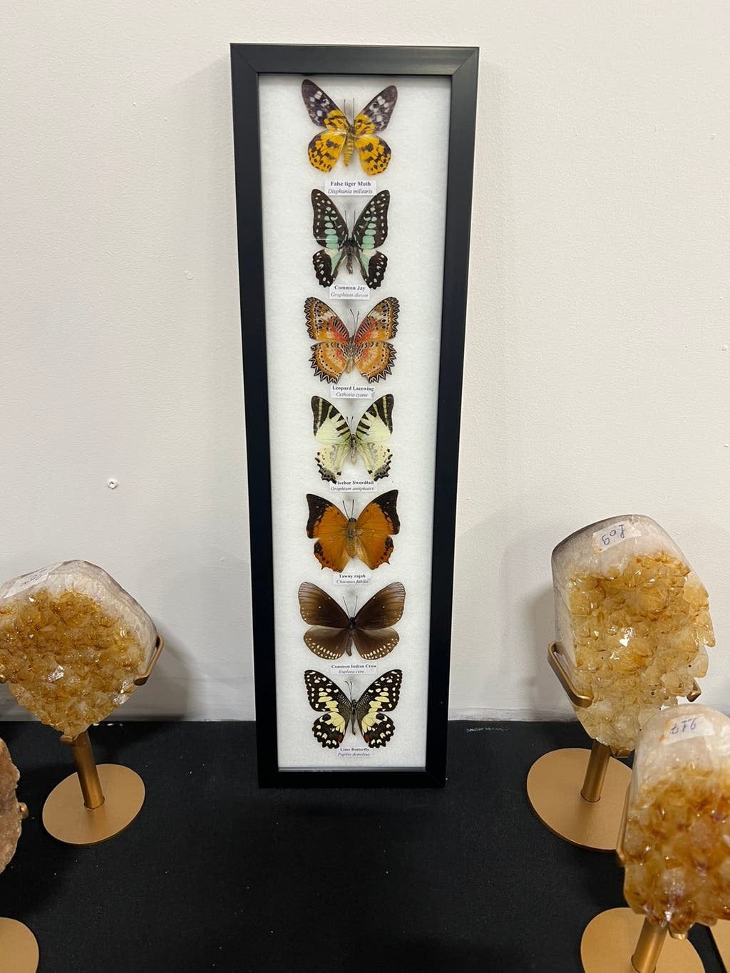 Opgezette vlinders in lijst, Ophalen of Verzenden, Nieuw, Insect, Opgezet dier