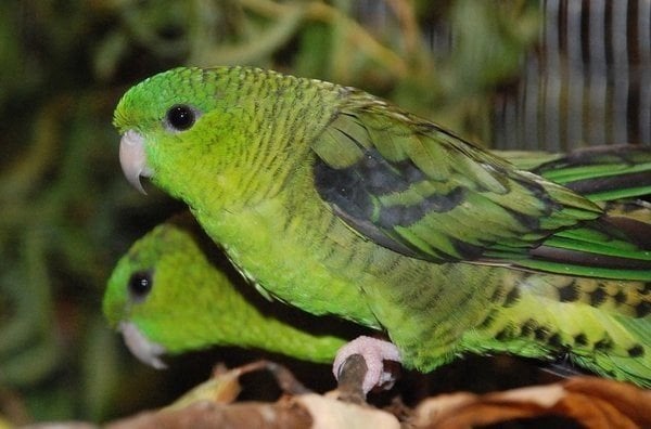 GEZOCHT: 2 broertjes catharina parkietjes (linnies)