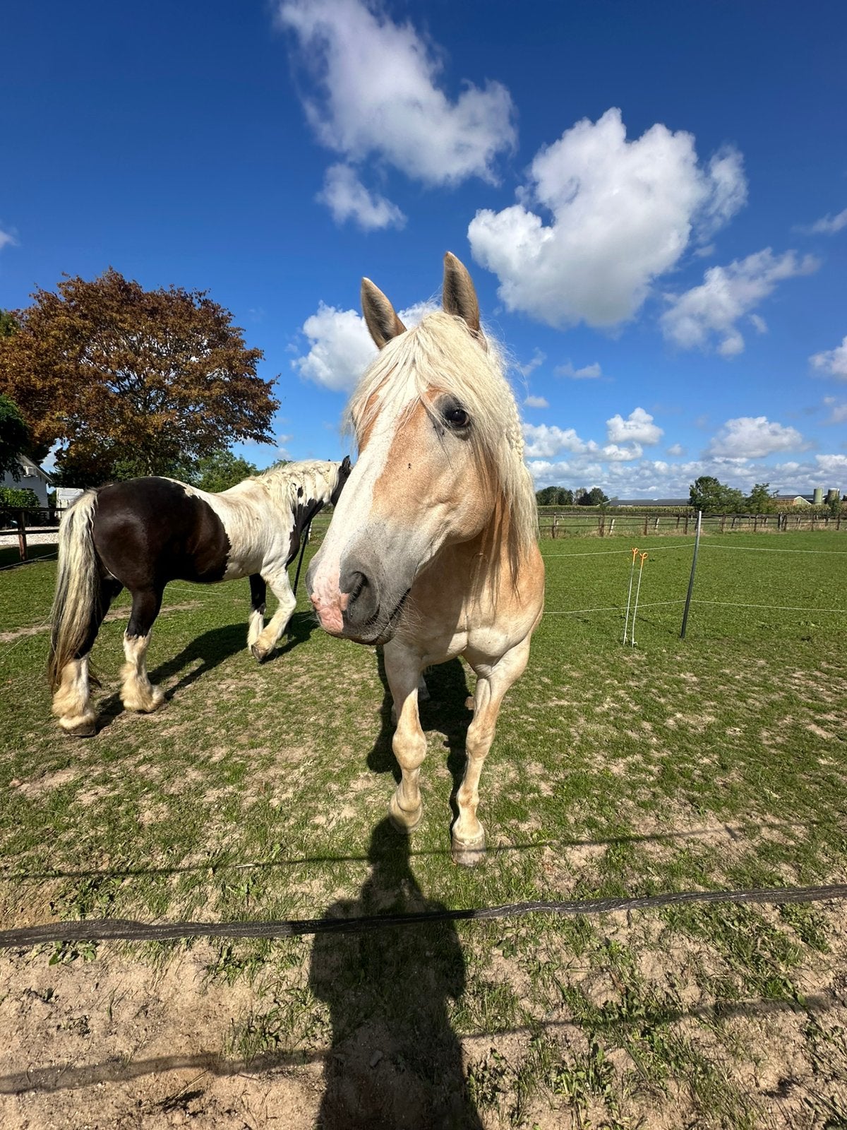Bijrijder gezocht, 18+ jaar, Diensten en Vakmensen, Dieren | Paarden | Verzorging, Oppas en Les