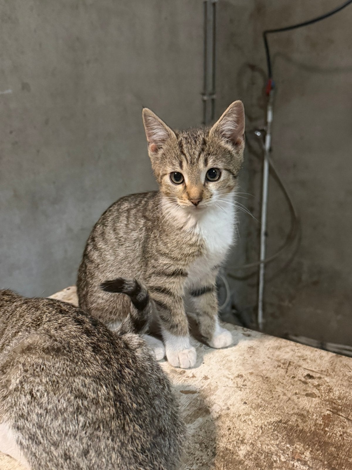 2 kittens te koop, Dieren en Toebehoren, Katten en Kittens | Overige Katten, Meerdere dieren