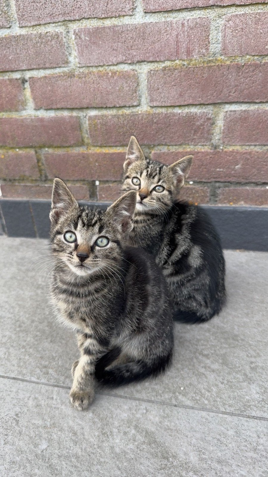 kittens geboren op 6 juli, Dieren en Toebehoren, Meerdere dieren