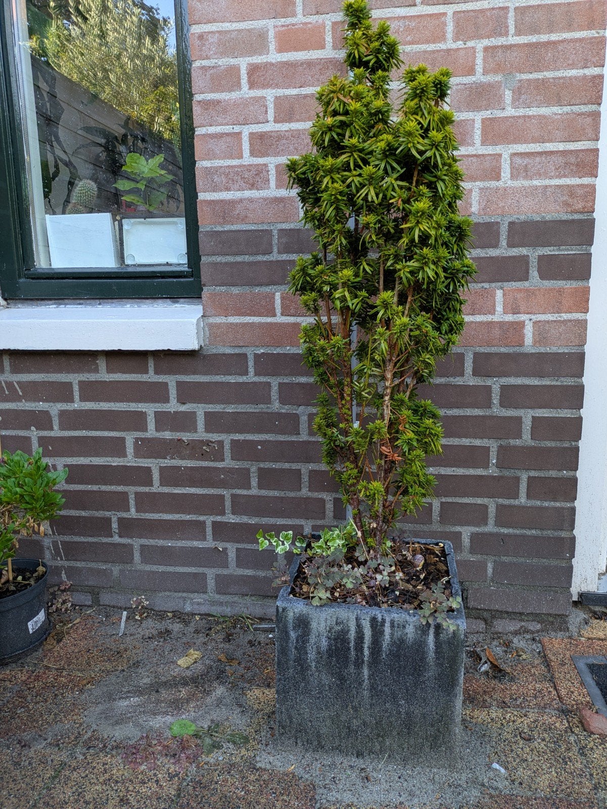 taxus baccata, Ophalen
