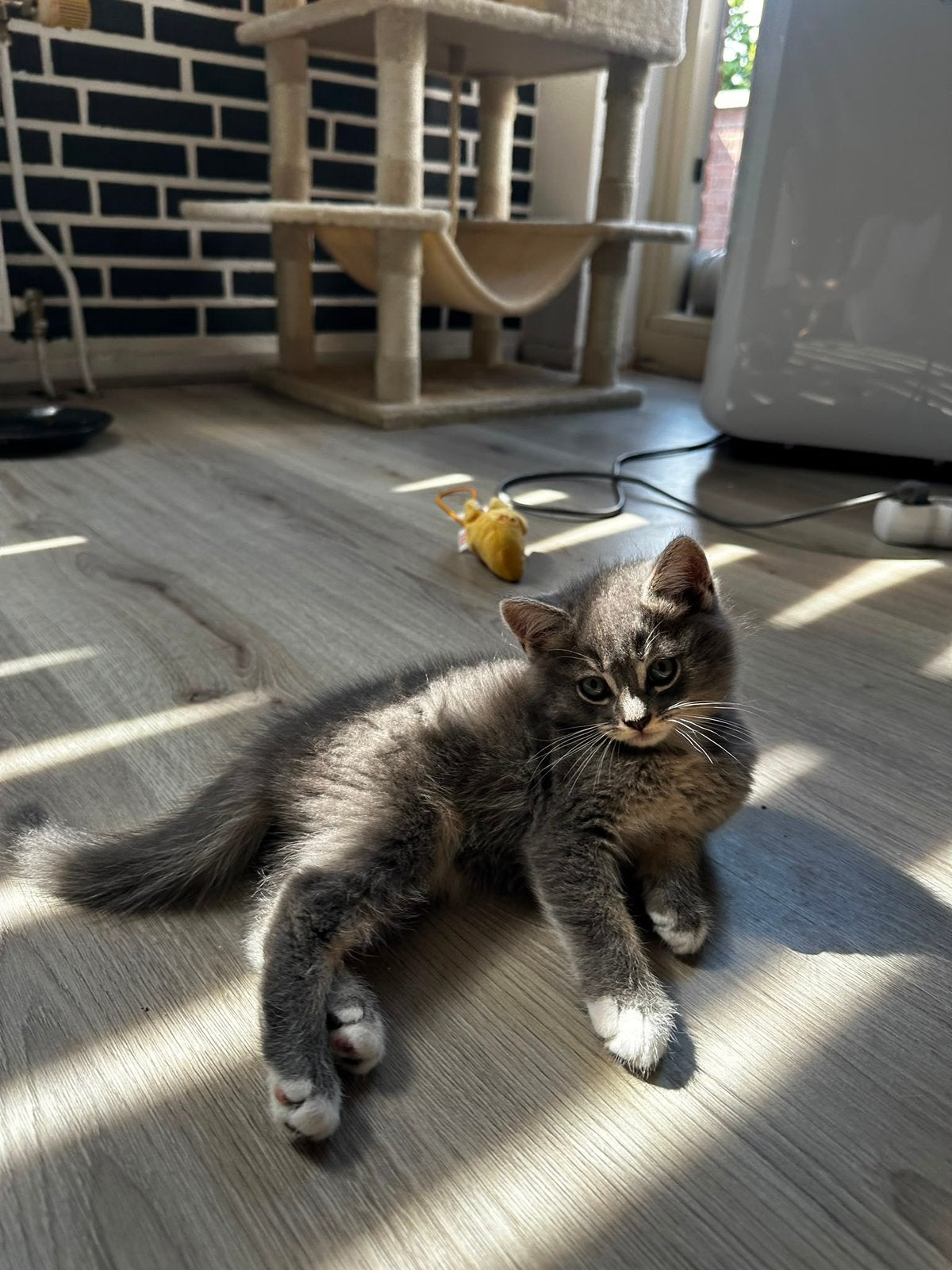 Te koop kater, Kater