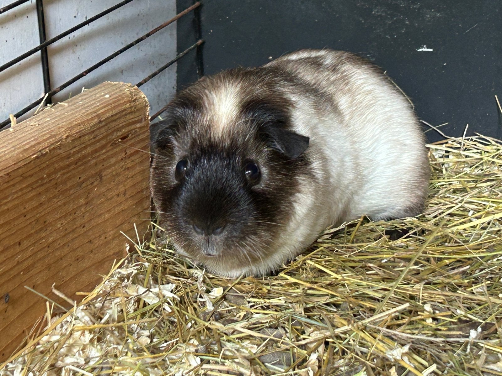 Cavia zeug en cavia beer, Dieren en Toebehoren, Knaagdieren, Februari, Meerdere dieren, Cavia